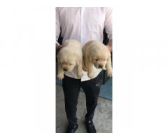 Import line lab puppies available for Sale