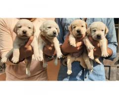 Ujjain Pets Labrador Puppies for Sale