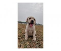 Lab male and female pupp's available for sale in Bhopal