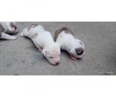 Pitt bull puppy available for sale Bhiwani