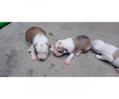 Pitt bull puppy available for sale Bhiwani
