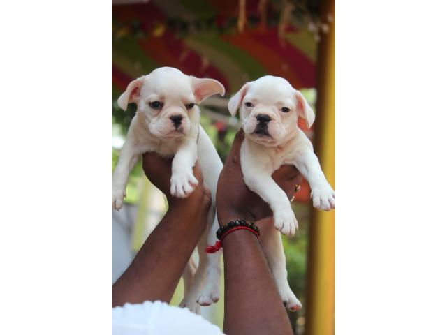 French bulldog good quality healthy n active for sale - 1/2