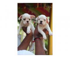 French bulldog good quality healthy n active for sale