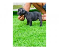 French bulldog blue blood line amle puppies