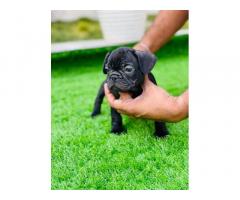French bulldog blue blood line amle puppies