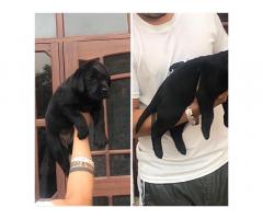 Labrador female available for sale