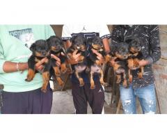Rottweiler 2 male 4 female Puppies with KCI sale