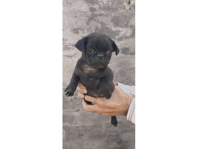 Pug 3 male sale Z black full Under nose top quality location Amritsar - 1/2