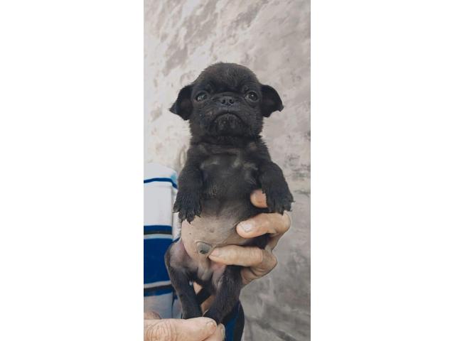 Pug 3 male sale Z black full Under nose top quality location Amritsar - 2/2