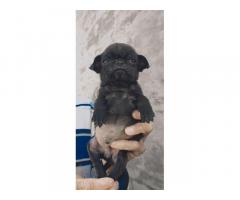 Pug 3 male sale Z black full Under nose top quality location Amritsar - 2