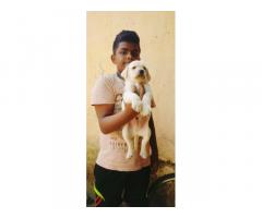 Lab 3 male and one female available for urgent sale location Thane