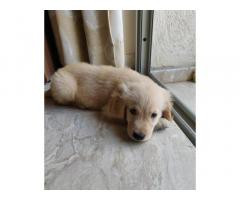 Good quality Golden retriever male Puppies for Sale