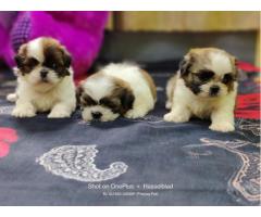 Shihtzu Puppies available for Sale Pune