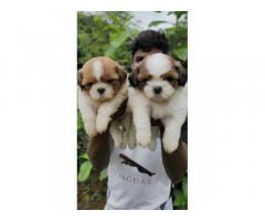 Top class Shih tzu puppies with Excellent marking for Sale