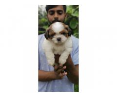 Top class Shih tzu puppies with Excellent marking for Sale