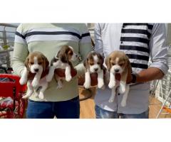 Show quality Beagle male female Puppy available with kci