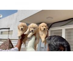 Pure show quality Golden retriever male Available with kci