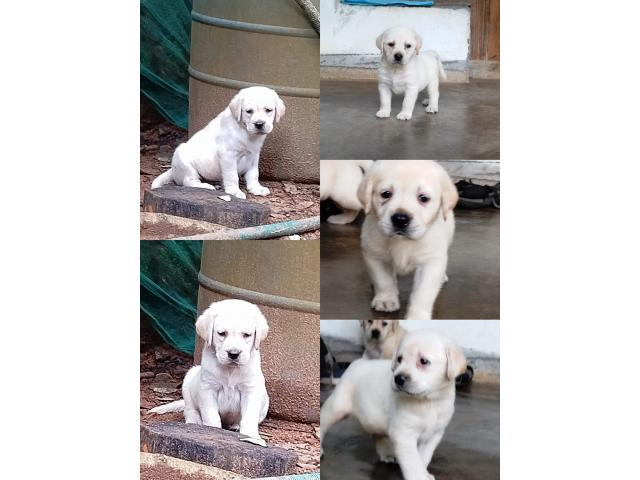 Lab puppies with kci Location Thrissur Kerala - 1/1
