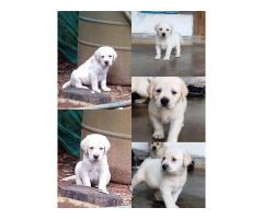 Lab puppies with kci Location Thrissur Kerala