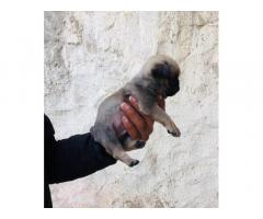Pug male pup for sale and exchange semi adult Patiala