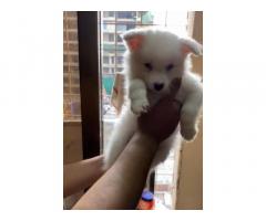 Pomeranian Male Puppy available for sale
