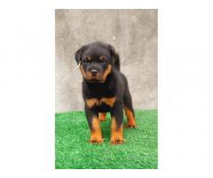 Rottweiler Puppy available for sale Pune