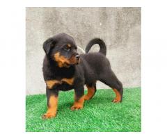 Rottweiler Puppy available for sale Pune