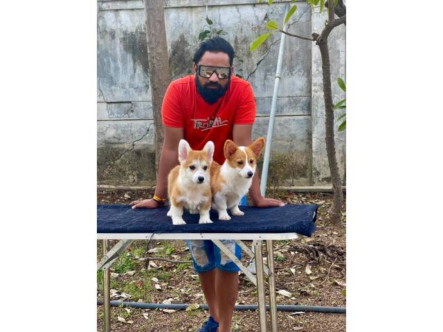 Corgi Dog Puppies available for Sale - 2/2