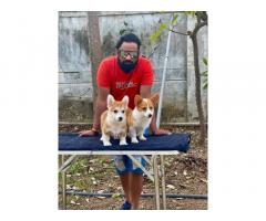 Corgi Dog Puppies available for Sale