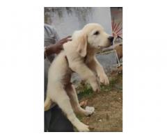 Golden retriever male puppy available in Coimbatore