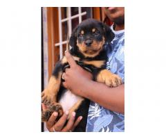 Rottweiler male female Puppies available