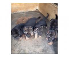 German Shepherd Male puppy available for Sale