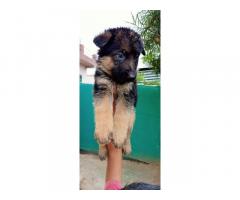 Gsd Male puppy available for Sale