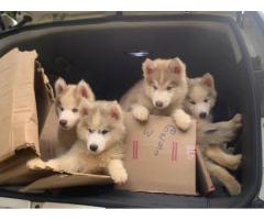 Husky Blue eyes Puppies for sale in Madurai