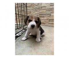 Beagle Male Puppies Available for Sale Erode