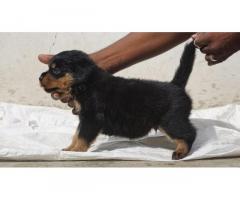 Rottweiler Puppy for sale Chennai