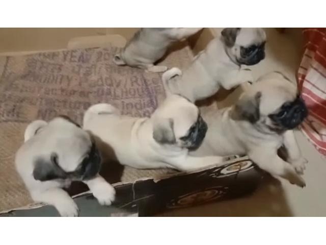 Good quality pug puppies available for sale in Chennai
