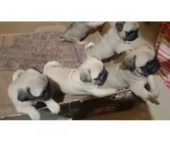 Good quality pug puppies available for sale in Chennai