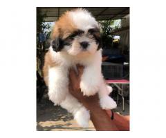 Quality Shih Tzu Male female puppy available