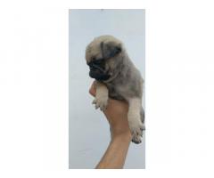 Pug male pup for sale Patiala