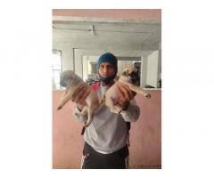 Pug Male puppy for sale Pune