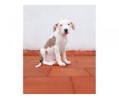 Pitbull heavy size male puppy for sale in Trichy