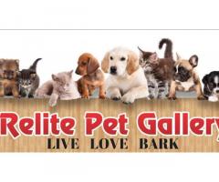 Relite Pet Gallery, Best Pet Shop In Lucknow, Pet Accessories Shop