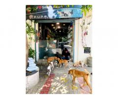 PUPS - Pet Care Store, Creche & Grooming Lucknow
