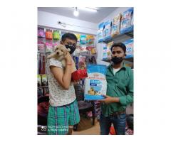 Royal Pet Shop Pet store in Lucknow Uttar Pradesh