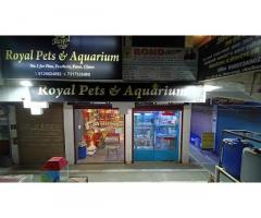 Royal Pets & Aquarium Pet store in Lucknow, Uttar Pradesh