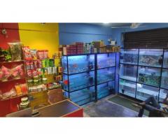 Royal Pets & Aquarium Pet store in Lucknow, Uttar Pradesh