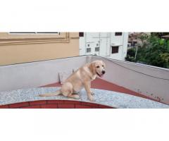 Labrador Semi Adult Available in Coimbatore