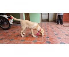 Labrador Semi Adult Available in Coimbatore