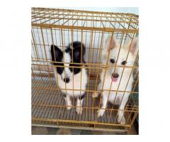 Pomeranian female puppies sale at nagercoil